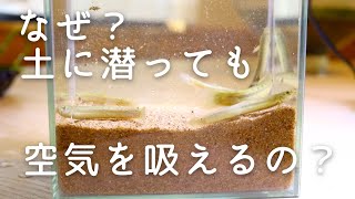 【どじょう】ヒントはおなら？ エラ呼吸以外のまさかの呼吸法で田んぼに潜っても屁っちゃら【水辺の生き物】