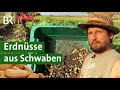 Reagieren auf den Klimawandel: Erdnüsse anbauen in Schwaben | Nüsse | Unser Land | BR