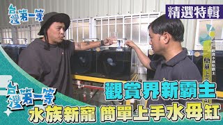 台灣第一等【水族新霸主 一條龍小丑魚樂園／全台水母養殖第一人 簡單上手水母缸】 _精選特輯