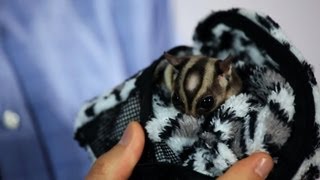 How to Pick a Breeder | Sugar Gliders