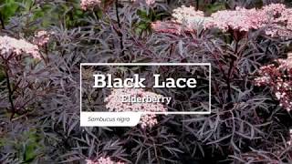 30 Seconds with Black Lace® Elderberry