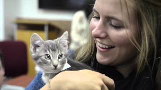 Uber Kittens in Salt Lake CIty