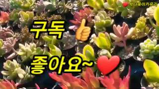 호접란/제라늄/카틀레아/다육이/화분 엄궁화훼단지/succulents ~🌺