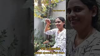 American tomatoes#అమెరికా టమాటలు కోసే ప్రతి సారి ఆనందమే