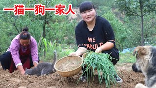 Brother-in-law helped to plant green onions,  Xia made scrambled eggs with green onions