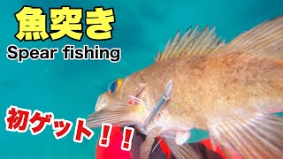 【魚突き】新しいモリを使ったら初めて魚を突けました！【スピアフィッシング】