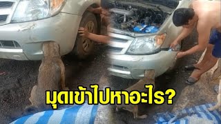 สงสารแต่ก็ขำ! น้องหมาหัวติดไฟตัดหมอกรถกระบะ งงมุดเข้าไปหาอะไร เจ้าของต้องงัดรถช่วย