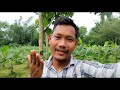 মালভোগ কলৰ খেতি আৰু বাগানৰ ঘৰৰ কামো হৈ গল banana farming goalpara assam kaushik vlogs khetibadi