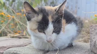 A kitten sleeping on a cold brick. What did you do when you saw the butler?