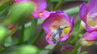 庭のフリージアの花の蜜を吸う蜂