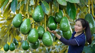 Harvesting a lot of Delicious Avocados & Bitter Melons to Sell at the Market | Thanh Farm