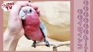 【こんぱまるTV】池袋店　#21　モモモモモモも！？モモイロインコ