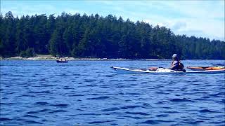 Orcas near Gabriola Passage, Vancouver Island 2022/7/21