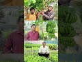 জি ৯। g9 কলা। grand nine। গ্র্যান্ড নাইন কলা। banana