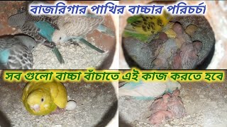 বাজরিগার পাখির বাচ্চার যত্ন || সব গুলো বাচ্চা বাঁচাতে আমাদের যা করনীয় | বাজরিগার পাখি পালন #birds