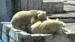 母グマの上に乗る子グマ~Polar Bears