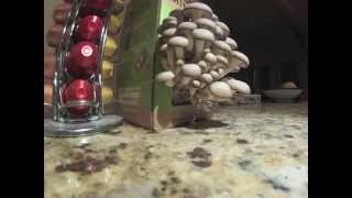 Watch in 1 min mushroom growing in 72h