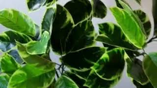 Ficus Altissima Love Home Deco