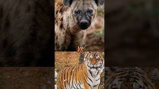 Lion Vs Hyena vs Tiger vs Hyena vspitbull vs lion #viral #shorts