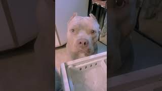 Hilarious Pit Bull Demands Ice Cube! #Shorts #Dogs