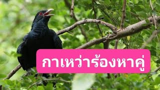 เสียงนกกาเหว่าร้องเรียกหาคู่🦅🦅