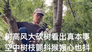 修树2：生活不易出国不易，猴哥砍树的活儿很危险，全仗着艺高人胆大