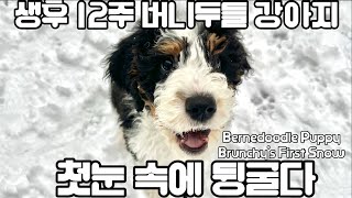 밴쿠버에 폭설이 내렸어요!_버니두들 12주차 강아지 브런치 첫눈_Brunchy the Bernedoodle’s first snow in Vancouver_밴쿠버 브이로그