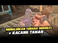 CARA MEMULIHKAN TENAGA MERPATI DENGAN KACANG TANAH‼️