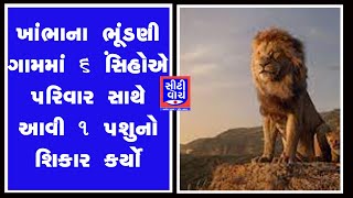 Khambha ના ભૂંડણી ગામમાં 6 સિંહોએ પરિવાર સાથે આવી 1 પશુનો શિકાર કર્યો I CITY WATCH NEWS