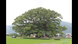 【旅エイター】★名木100選の旅『加茂の大クス』　徳島県東みよし町・一人旅