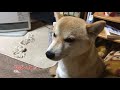 柴犬ハナ やらかしてママ激おこ。めっちゃ反省してます shiba wee where not a toilet.