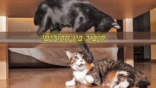 חיבור בין חתולים - יש שיטה? |אפרת סימון אילוף חיובי והומאני לחיות מחמד