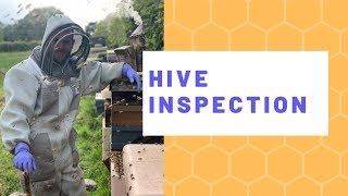 Full Hive Inspection Mid Summer