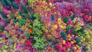 [ORIGINAL!] Utah Fall Colors at Snowbasin by Drone