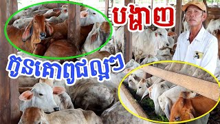 នៅឆ្នាំ២០២៤កូនគោបង្កាត់ជិត៦០០ក្បាល កើតនៅកសិដ្ឋានលោក ហ៊ត​ លាង