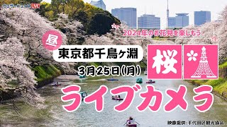 🌸桜ライブカメラ🌸東京千鳥ヶ淵　2024年3月25日(月)