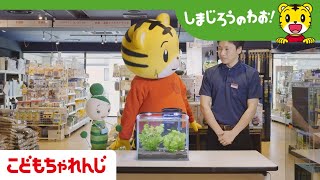 テレビ番組「しまじろうのわお！」　せいぶつたようせいのわお！～いきものをかう～