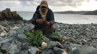 Wild Food- Sea Beet and Rock Samphire