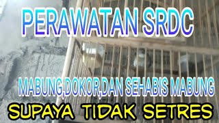 cara perawatan burung srdc mabung,dokor dan sehabis mabung supaya tidak setres