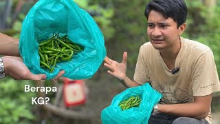 Hasil Tanaman 100 Pokok Cili dalam Masa 3 Bulan Sahaja