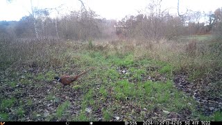 I CAUGHT a Pheasant on Camera During the DAY!