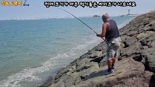 지금 시화방조제 이곳에 먹기좋은 전어가 수십만 마리가 떳어요🎣🐟