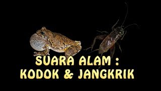 suara alam kodok dan jangkrik