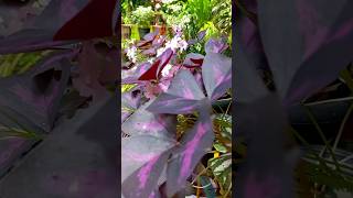 ഗാർഡനിലെ🌷കുഞ്ഞി പൂമ്പാറ്റ 🦋butterfly plant care#gardening #gardeningtips #shorts#youtube