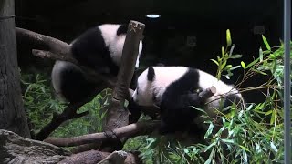 上野動物園の双子パンダ、お披露目　抽選で当たった約1000人が観覧