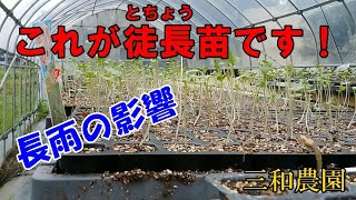 こんなところにも長雨の影響が・・・。NO337