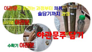 어린 야관문 성장부터 술담는 과정까지의 영상, 비수리, 야관문주 담는법, 야관문 담금주 신장기능  야뇨증 혈액순환 천식해소 [로우딘]