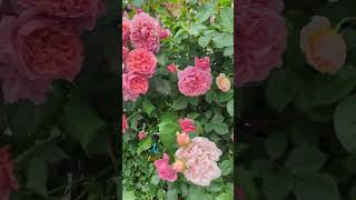 2023年春kawata rose garden part1