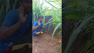 🌱 விதை போட்டு நாத்து வளர்ப்போமா💥 || #shorts #agriculture #vivasayam #viral #plant #shortsfeed