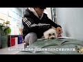 【01 11 2022】little rescued bichon who had a car accident is getting out of the hospital today